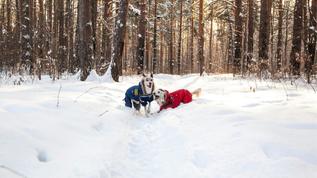 Hound dog pros and cons