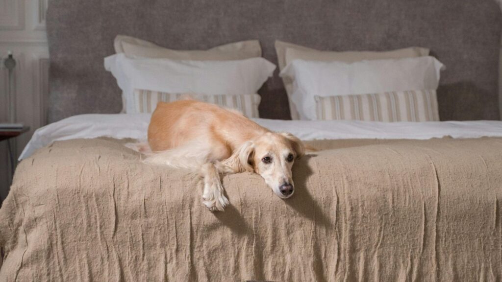 Hound dog pros and cons