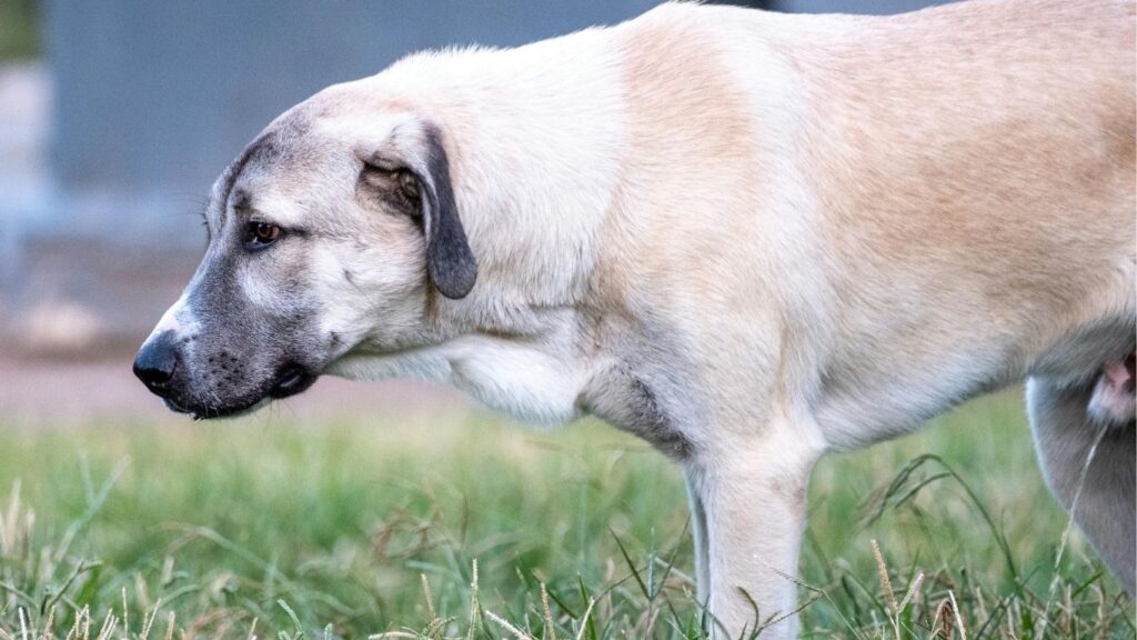 strongest dog in the world