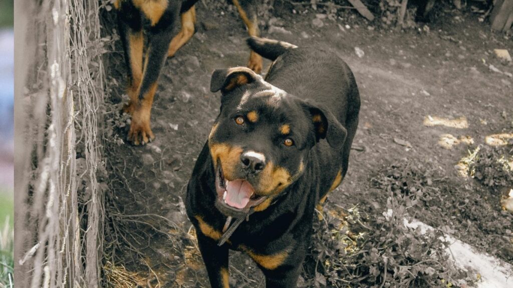 strongest dog in the world