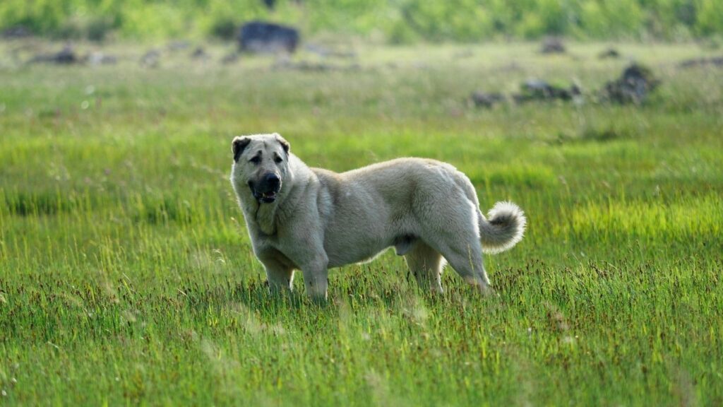 strongest dog in the world