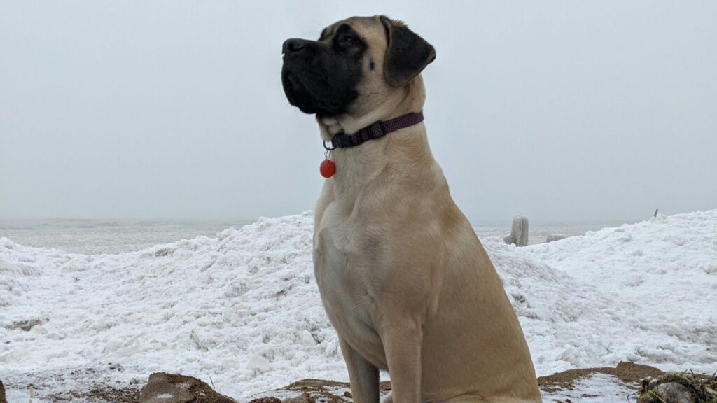 strongest dog in the world