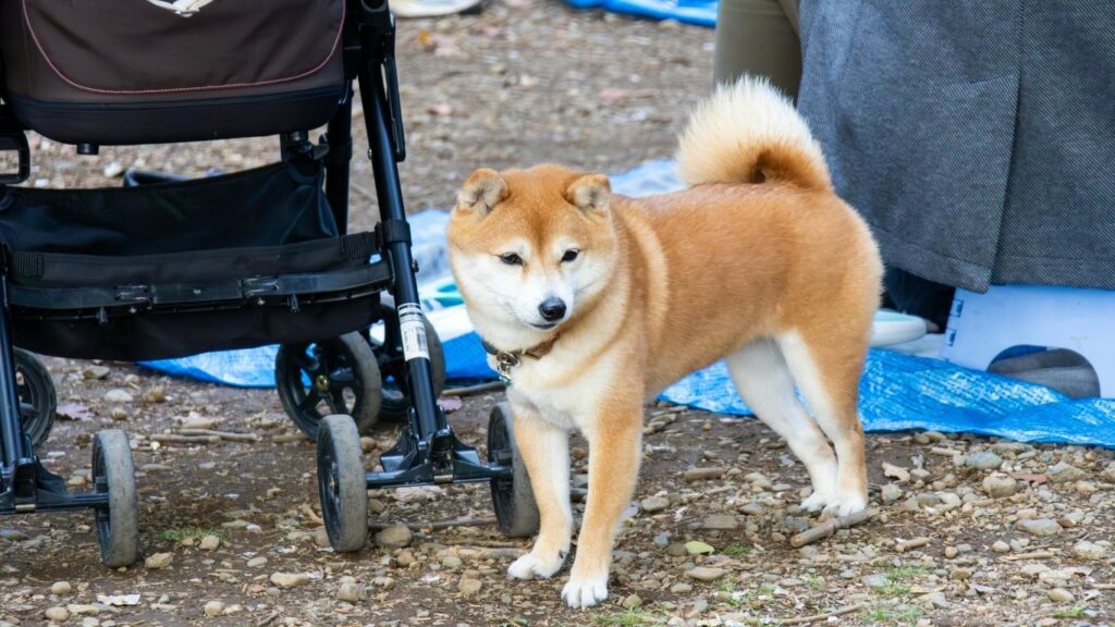 strongest dog in the world