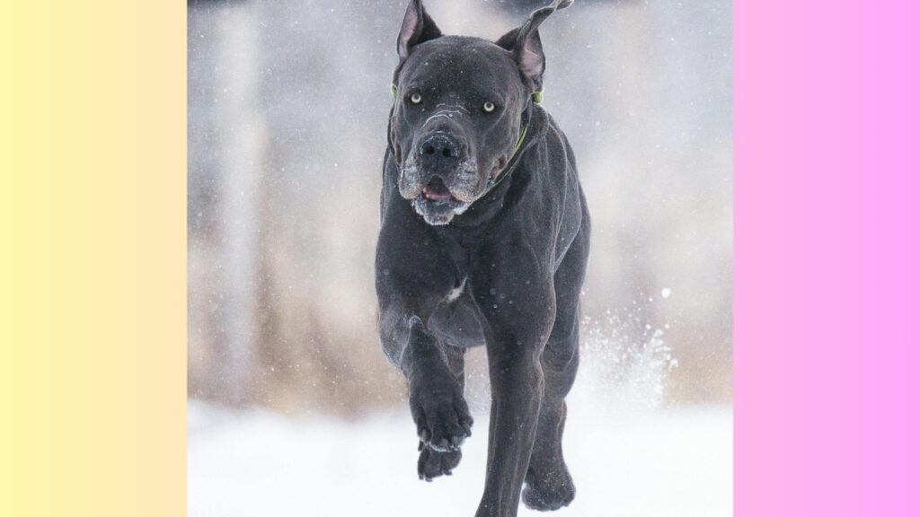 strongest dog in the world