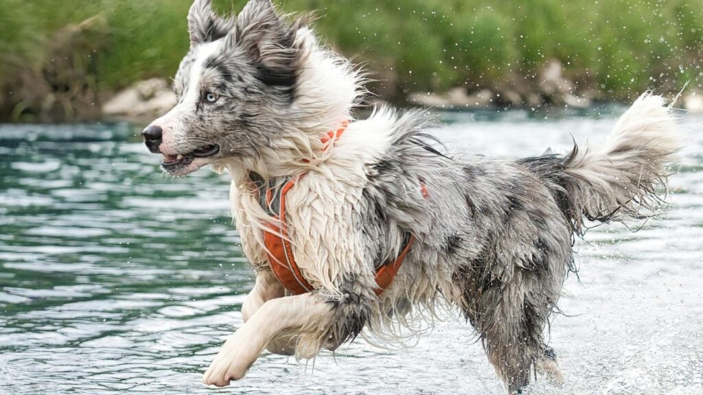 do dogs run faster than humans