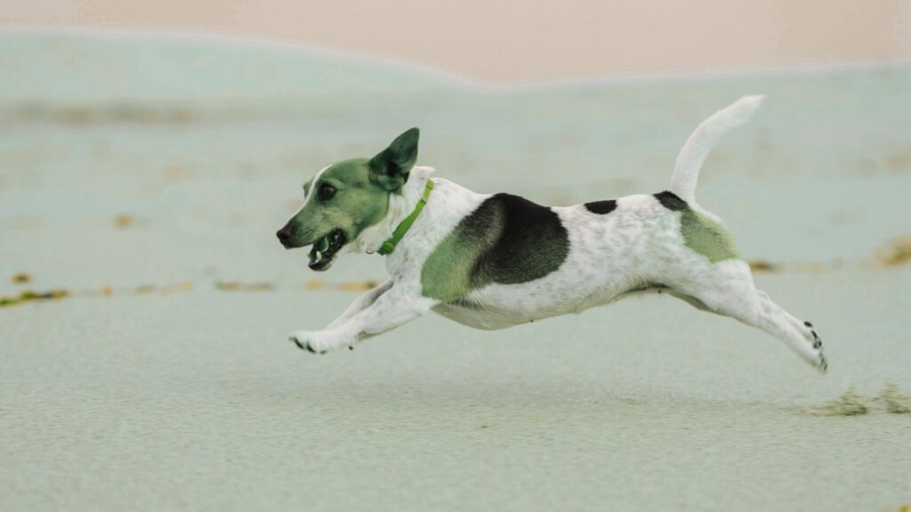 do dogs run faster than humans