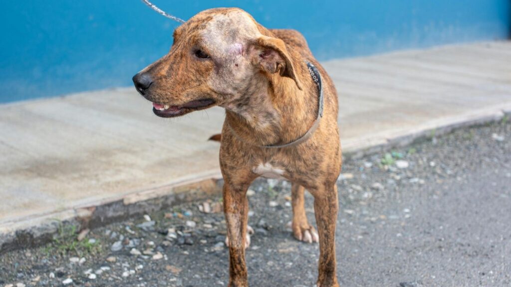 hardest dogs to adopt