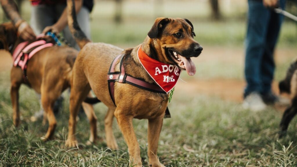 hardest dogs to adopt