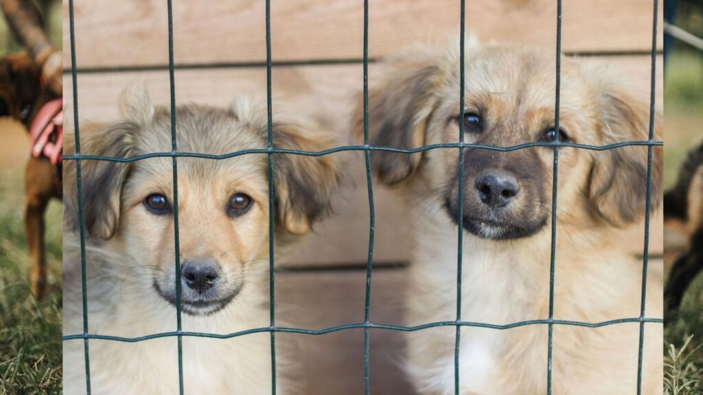 hardest dogs to adopt