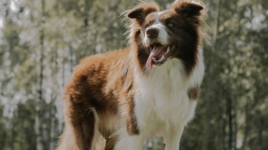 hardest dogs to take care of