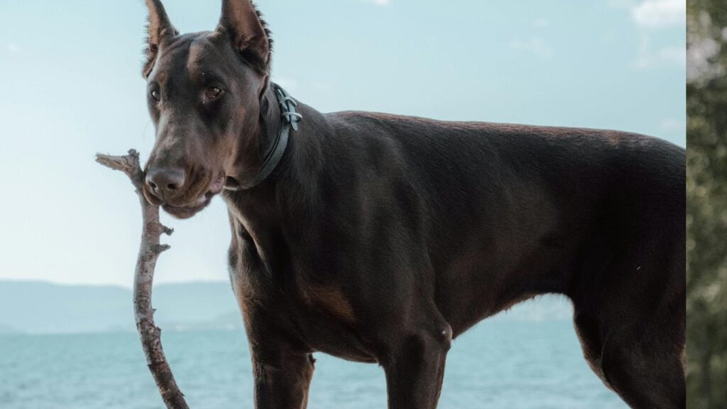 hardest dogs to take care of