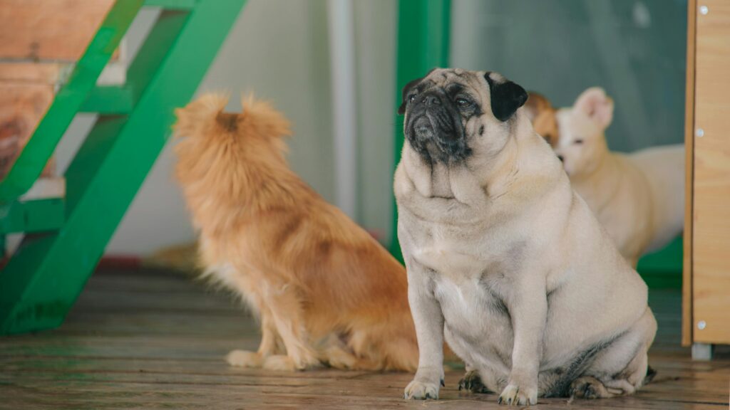 hardest dogs to adopt